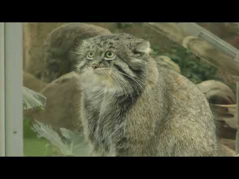 ヒト族チェック？　ナルくん　マヌルネコ　神戸どうぶつ王国　00030 サムネイル