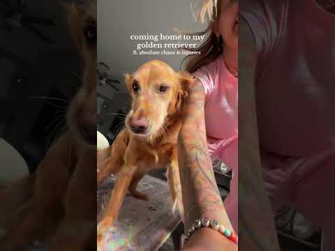 coming home to my golden retriever🥵goldenretreivers dog pup… サムネイル