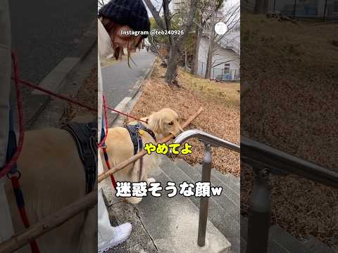 長い木をくわえた犬、階段で大苦戦　ゴールデンレトリバー 大型犬 犬　かわいい犬 面白い サムネイル