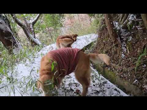 山には獣の匂い？降りてくる匂いに山へ入りたいゴールデンレトリバーのイロハ。 サムネイル