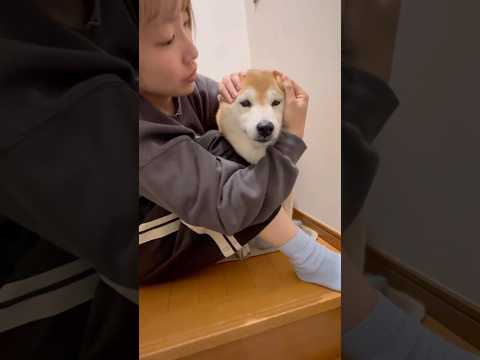 柴犬福 花火パニックの姉と柴犬②😂Sister and Shiba🤣#姉と柴 #shorts #funny #funn… サムネイル