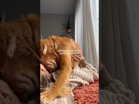 coming home to my golden retriever🥵goldenretreivers dog pup… サムネイル