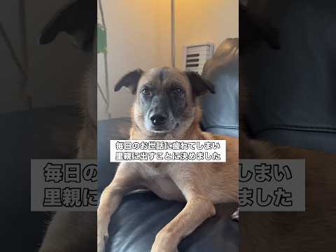 どうしても毎日のお世話に疲れ果ててしまい里親に出すことに決定しました。 保護犬 野犬 野良犬 里親 サムネイル