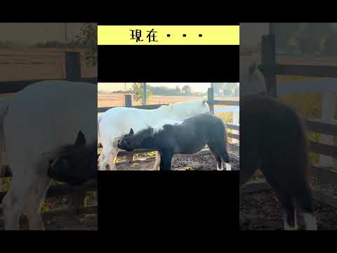 まだまだ甘えん坊なユキチくん #東武動物公園 #癒し #赤ちゃん #動物 #かわいい #動物園 #zoo #anima… サムネイル