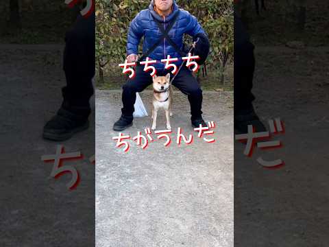 柴犬とんニューシングル「ちちちちちがうんだの唄」　柴犬　柴犬とん サムネイル