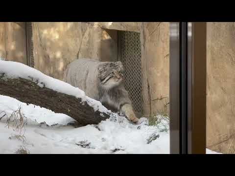 雪マヌル　ナゴムくんウロウロ　マヌルネコ　那須どうぶつ王国　2026年1月9日 サムネイル