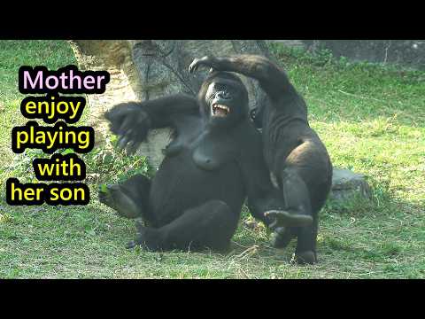 Gorilla Iriki regained playful spirit while playing with Ri… サムネイル