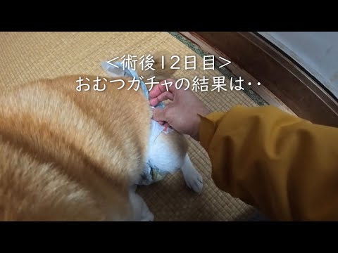 2025年12月22日(月) 甘えん坊ココさんと術後12日目のおむつガチャ サムネイル