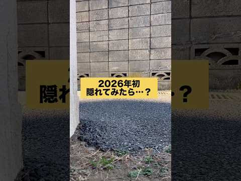 柴犬の散歩中に隠れてみた　柴犬　柴犬とん サムネイル