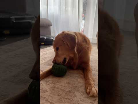 golden retriever puppies for sale🥵india retreiver dog puppy… サムネイル