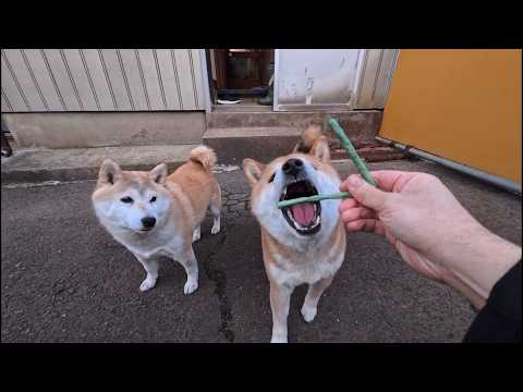 2026年2月6日(金) 茶の間に持って帰って食べるのかと思いきや サムネイル