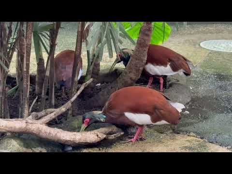 マダガスカルトキさん ジャガー前に集合⁈ 那須どうぶつ王国にて　2025年11月29日 サムネイル