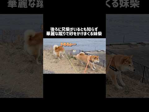 後ろに兄柴がいるとも知らず華麗な蹴りで砂をかけまくる妹柴 柴犬 shibainu shorts サムネイル