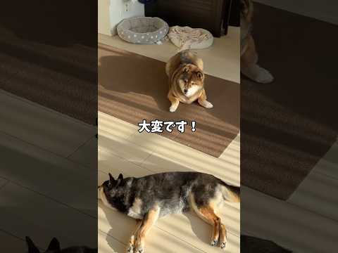 歳をとった🐕柴犬たちの話… サムネイル