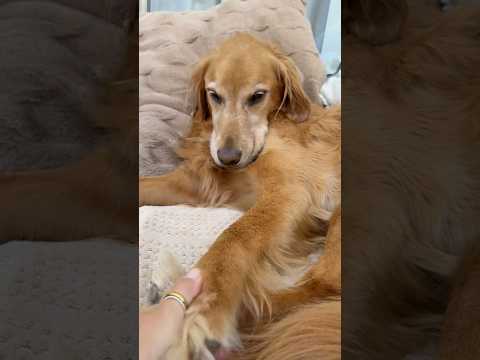 coming home to my golden retriever🥵goldenretreivers  dog pu… サムネイル