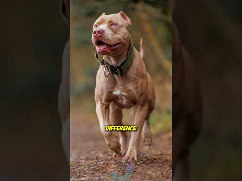 Male vs Female Pit Bulls What’s the Real Difference shorts… サムネイル
