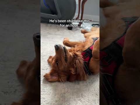 He’s still stuck like this right now.. サムネイル