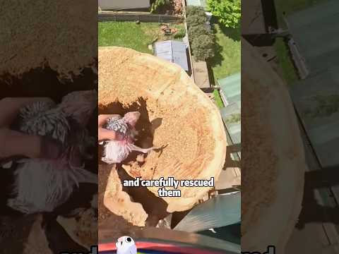 Heartbroken Little Parrot Lost His Home 😢🦜#animals #lovesto… サムネイル