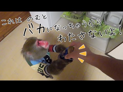 お酒を飲みすぎた飼い主を止めるお猿さんがかしこいし可愛い！！ サムネイル