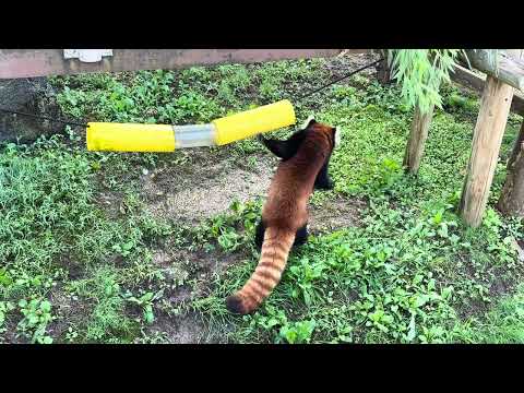 令花ちゃん　探索中〜　レッサーパンダ　大森山動物園　IMG 3457 サムネイル