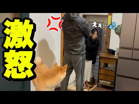 一生に一度の娘の門出にパパが怒り…柴犬がブチギレる事態に サムネイル