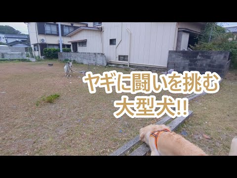 近所のヤギに闘いを挑んだ大型犬。ゴールデンレトリバーティト サムネイル