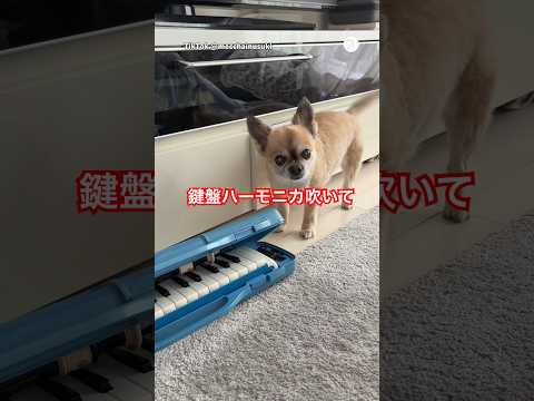 音楽が大好きで、飼い主に演奏をお願いする犬🎹　　チワワ　犬　いぬ　かわいい犬 犬のいる暮らし サムネイル