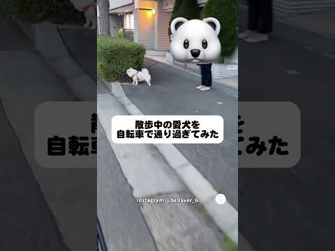 飼い主に気づいた瞬間の飛行機耳が可愛すぎた💕　犬　いぬ　かわいい犬 かわいい 犬のいる暮らし サムネイル
