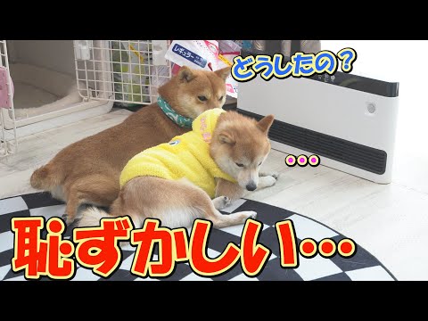 ヒーターで温まっていたら弟がやって来て、照れ臭いのか緊張してしまう姉柴犬が可愛すぎました。 サムネイル