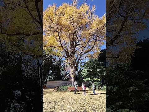 日本東京上野恩賜公園銀杏雪20251128 ginkgo tokyo uenozoo japan japantravel サムネイル