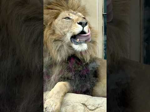 shorts アレンくん 食後のグルーミング中〜☺️  屠体給餌「ライオンのガブガブタイム」　千葉市動物公園にて　20… サムネイル