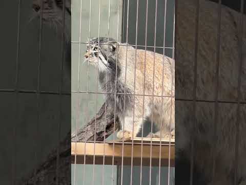 shorts アニャニャニャーして見せるエルくんとミーニャちゃんの息子たち　マヌルネコ　東山動植物園にて　2026年3… サムネイル