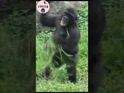 Ringo's so happy🤣 gorilla taipeizoo 金剛猩猩 台北市立動物園 cuteanimal…