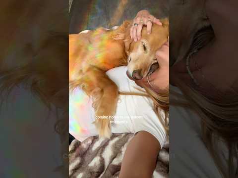 coming home to my golden retriever🥵 goldenretreiver dog ind… サムネイル