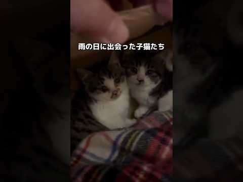 雨の日に出会った小さな子猫たち 子猫 野良猫 shorts サムネイル