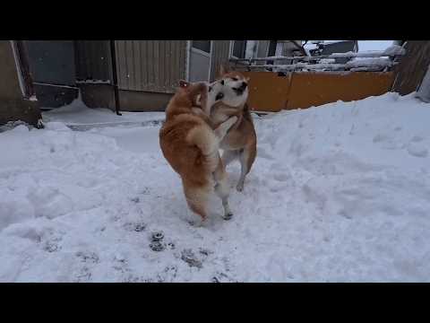 ウラニワ天下一舞踏会 サムネイル
