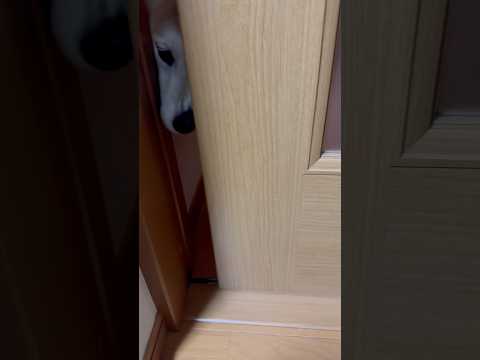 柴犬福 登場する柴犬🤣Coming Shiba🤣shorts 柴犬 japanesedog shibainu dogs…