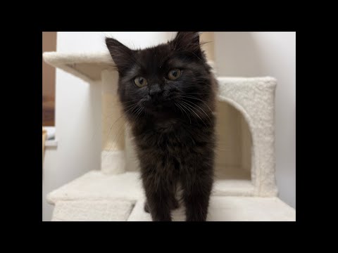 子猫くまきちについてと、今日車がスタックして大変でした‥💦 サムネイル