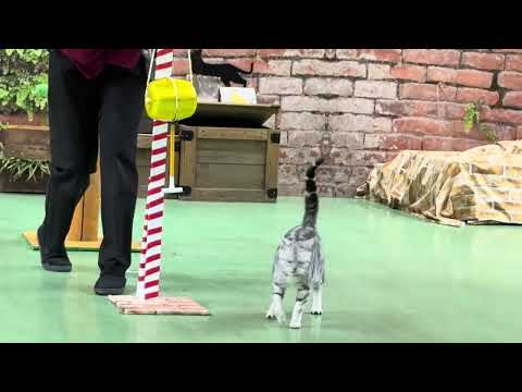 ヒマワリちゃんがご挨拶🌻 なかなか見れない猫によるショー ザ・キャッツ　那須どうぶつ王国にて　2025年1月12日 サムネイル