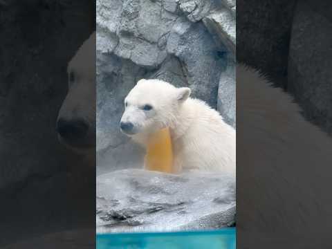 shorts みんな〜モモ太と黄色いコーン 可愛く撮れた〜？　  ホッキョクグマの仔　　男鹿水族館GAOにて　2026…