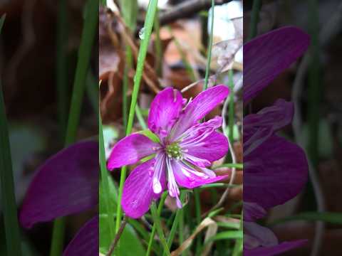 shorts 昨年咲いた雪割草 サムネイル