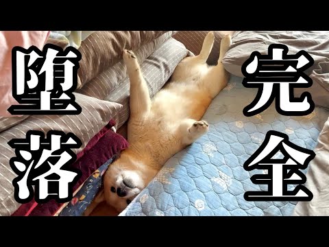 実家に帰省した柴犬が毎日遊び三昧で、完全堕落してしまいました