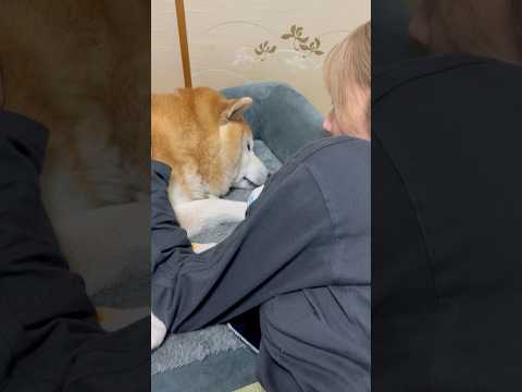 柴犬福 姉に子守唄を歌ってもらう柴犬🤣Sis and Shiba🤣姉と柴 shorts japanesedog shi… サムネイル
