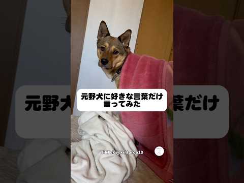 元野犬に好きな言葉だけ言ってみた結果　　元野犬　保護犬　いぬ　犬　犬のいる暮らし サムネイル