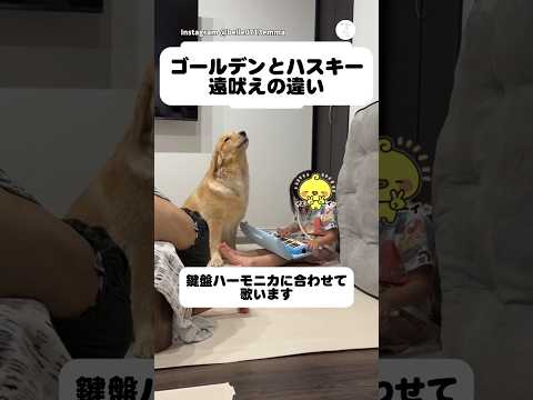 ゴールデンとハスキーの遠吠えの違い‼️  ゴールデンレトリバー シベリアンハスキー 大型犬　犬　大型犬のいる生活