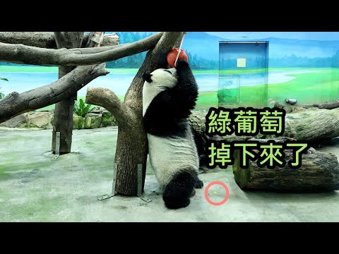 圓仔窗前吃點心, 舉橘球吃綠葡萄可愛吃播|Giant Panda Yuan Zai,圆仔,貓熊,大貓熊,大熊貓|台北市… サムネイル
