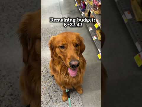 “What’s budget?”- My Dog サムネイル