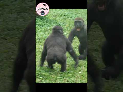 Jabali,Ringo搶地盤,誰贏？gorilla gorillatag taipeizoo 金剛猩猩 台北市立動物… サムネイル