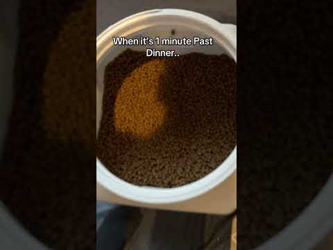 It’s always dinner time to him .. サムネイル