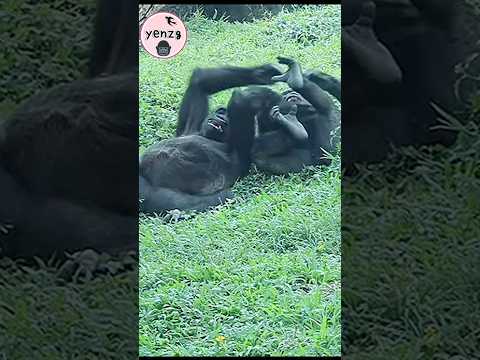 gorilla mom & son playful time gorillatag taipeizoo 金剛猩猩 台北… サムネイル